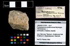 Foto (Objekt + Etikett) von Protosphaeroma ernstbrunnense (Bachmayer, 1949)  (NHMW-GEO-1990-0041-10182)